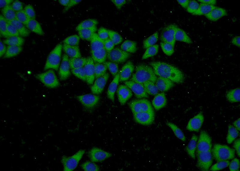 Immunofluorescent analysis of L02 cells using Catalog No:111193(GSTT2 Antibody) at dilution of 1:50 and Alexa Fluor 488-congugated AffiniPure Goat Anti-Rabbit IgG(H+L)