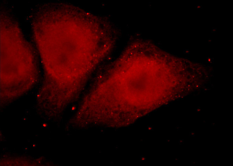 Immunofluorescent analysis of HepG2 cells using Catalog No:115973(TADA1L Antibody) at dilution of 1:25 and Alexa Fluor 594-congugated AffiniPure Goat Anti-Rabbit IgG(H+L)