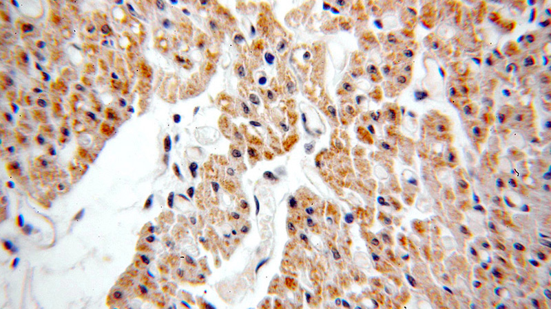 Immunohistochemical of paraffin-embedded human heart using Catalog No:109626(CUL7 antibody) at dilution of 1:50 (under 40x lens)