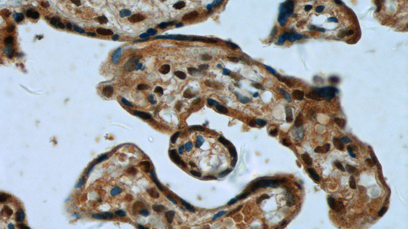 Immunohistochemistry of paraffin-embedded human placenta tissue slide using Catalog No:110457(FAM105A Antibody) at dilution of 1:50 (under 40x lens)