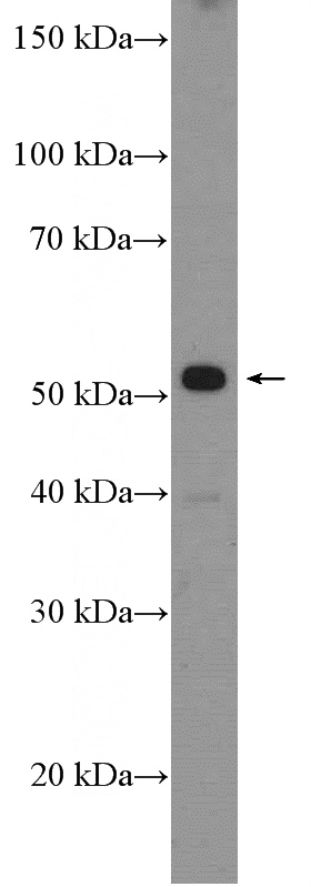 mouse testis tissue were subjected to SDS PAGE followed by western blot with Catalog No:113671(PDE9A Antibody) at dilution of 1:300