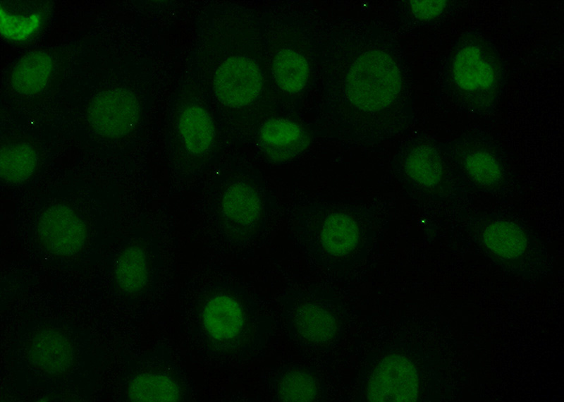 Immunofluorescent analysis of (10% Formaldehyde) fixed A431 cells using Catalog No:111407(Histone H3.3 Antibody) at dilution of 1:50 and Alexa Fluor 488-congugated AffiniPure Goat Anti-Rabbit IgG(H+L)