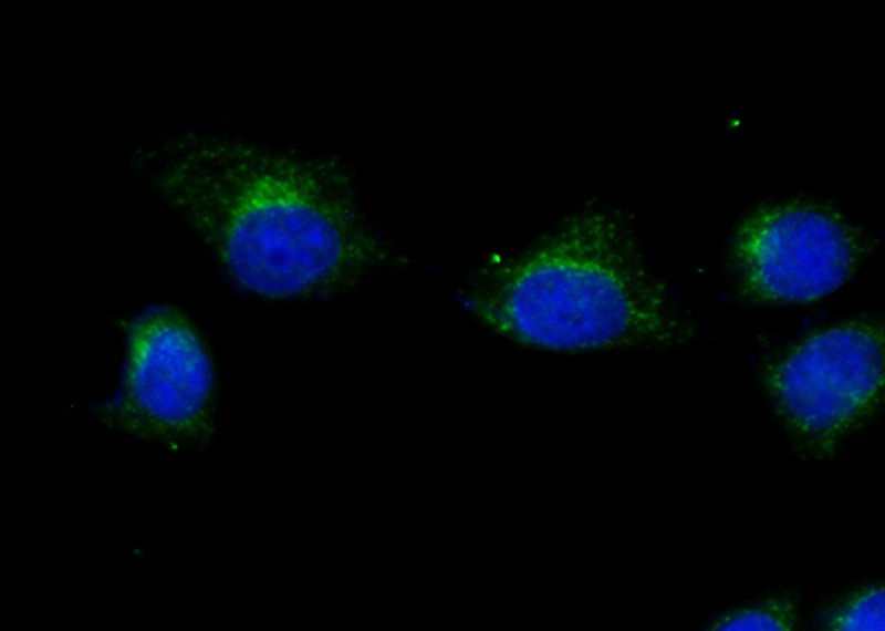 Immunofluorescent analysis of (-20oc Ethanol) fixed HeLa cells using Catalog No:115081(SEC31A Antibody) at dilution of 1:25 and Alexa Fluor 488-congugated AffiniPure Goat Anti-Rabbit IgG(H+L)
