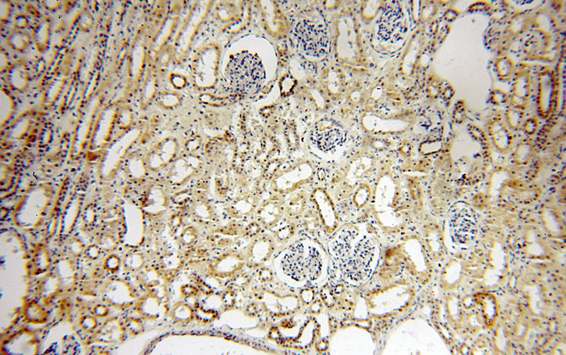 Immunohistochemical of paraffin-embedded human kidney using Catalog No:112990(MYOD1 antibody) at dilution of 1:100 (under 10x lens)