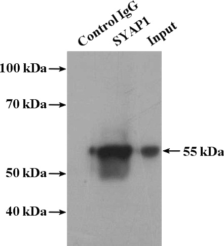 IP Result of anti-SYAP1 (IP:Catalog No:115756, 4ug; Detection:Catalog No:115756 1:500) with L02 cells lysate 1800ug.