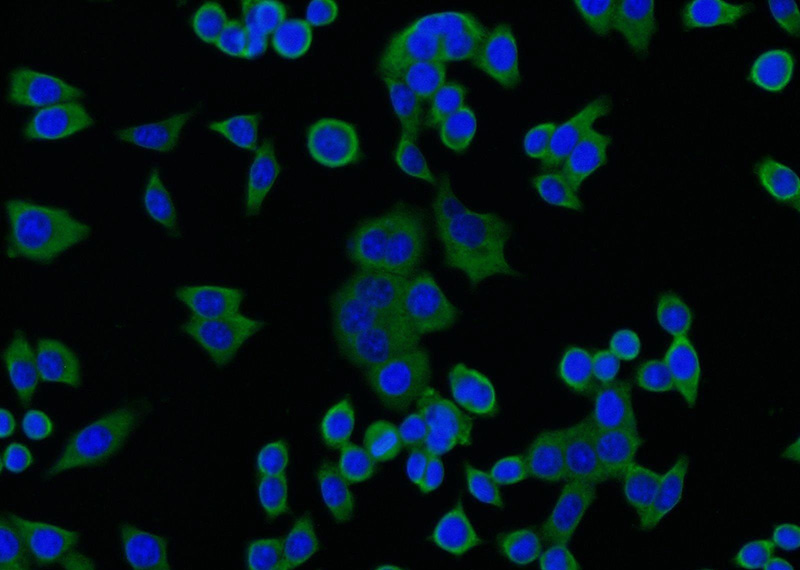 Immunofluorescent analysis of BxPC-3 cells using Catalog No:114310(PTPN1 Antibody) at dilution of 1:25 and Alexa Fluor 488-congugated AffiniPure Goat Anti-Rabbit IgG(H+L)