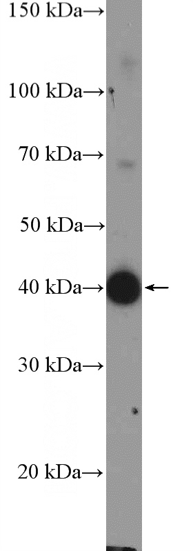 HEK-293 cells were subjected to SDS PAGE followed by western blot with Catalog No:108113(AP1,JUN,P39 Antibody) at dilution of 1:600