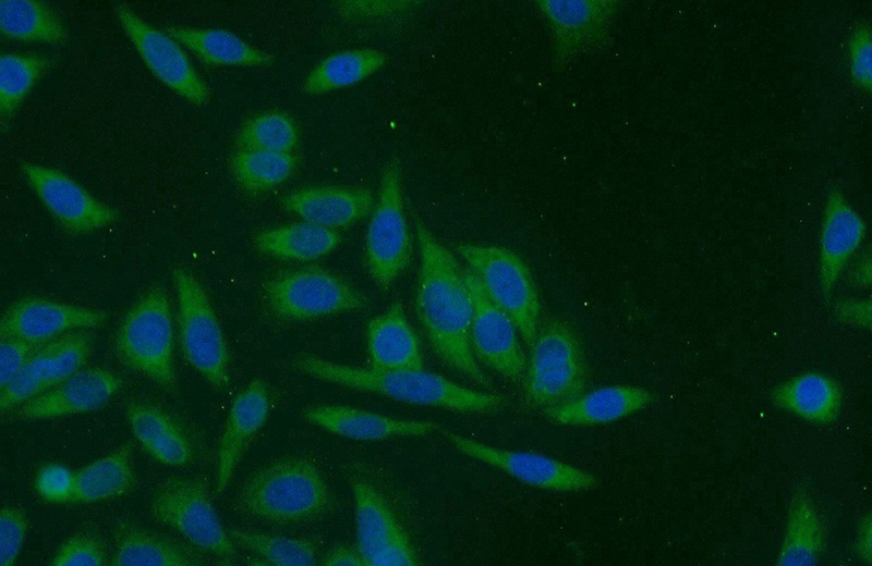 Immunofluorescent analysis of HeLa cells using Catalog No:108330(ATIC Antibody) at dilution of 1:25 and Alexa Fluor 594-congugated AffiniPure Goat Anti-Rabbit IgG(H+L)