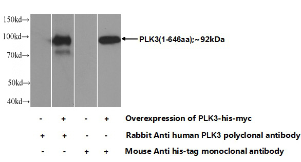 Transfected HEK-293 cells were subjected to SDS PAGE followed by western blot with Catalog No:113970(PLK3 Antibody) at dilution of 1:1000
