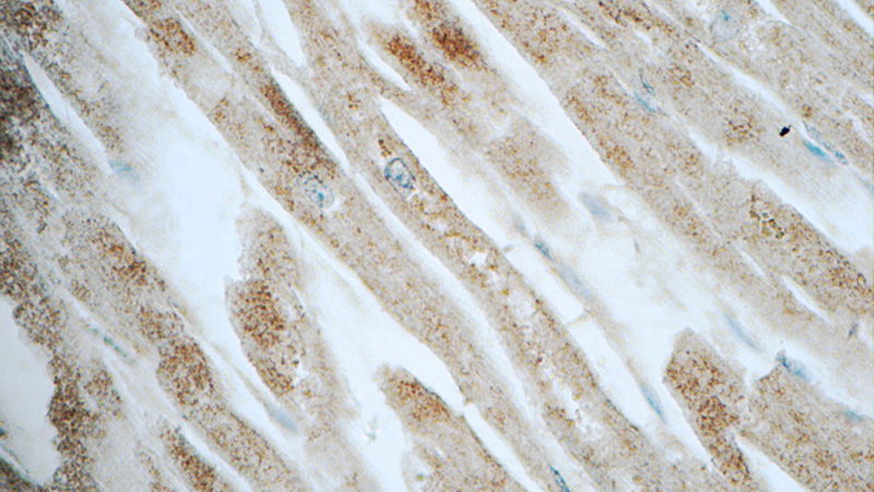 Immunohistochemistry of paraffin-embedded human heart tissue slide using Catalog No:109713(CYPC Antibody) at dilution of 1:50 (under 40x lens)