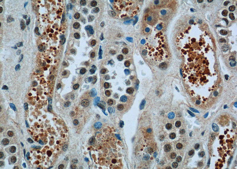 Immunohistochemistry of paraffin-embedded human kidney tissue slide using Catalog No:110576(FAM164C Antibody) at dilution of 1:50 (under 40x lens)
