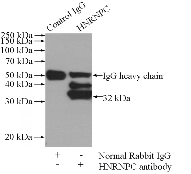 IP Result of anti-HNRNPC (IP:Catalog No:111503, 4ug; Detection:Catalog No:111503 1:500) with HeLa cells lysate 1080ug.