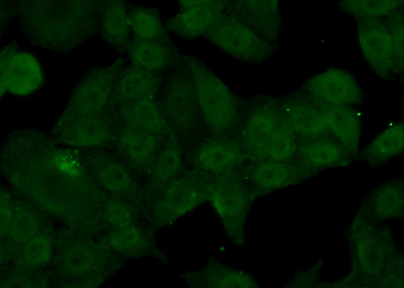 Immunofluorescent analysis of (10% Formaldehyde) fixed HeLa cells using Catalog No:113996(POLA2 Antibody) at dilution of 1:50 and Alexa Fluor 488-congugated AffiniPure Goat Anti-Rabbit IgG(H+L)