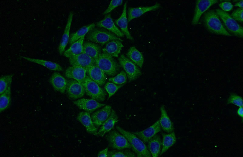 Immunofluorescent analysis of PC-3 cells using Catalog No:107693(ACRV1 Antibody) at dilution of 1:50 and Alexa Fluor 488-congugated AffiniPure Goat Anti-Rabbit IgG(H+L)
