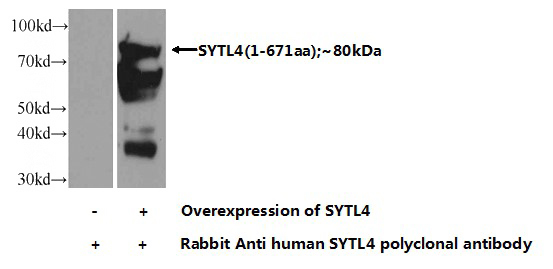 Transfected HEK-293 cells were subjected to SDS PAGE followed by western blot with Catalog No:115962(SYTL4 Antibody) at dilution of 1:800