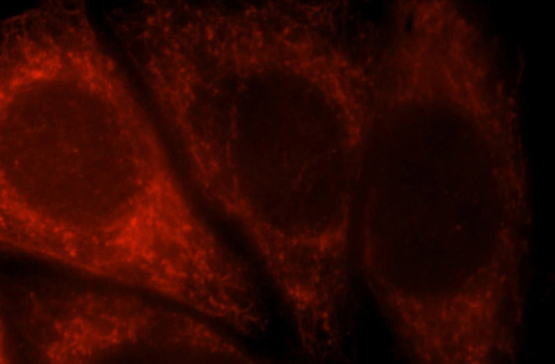 Immunofluorescent analysis of HepG2 cells, using AFG3L2 antibody Catalog No:107908 at 1:25 dilution and Rhodamine-labeled goat anti-rabbit IgG (red).