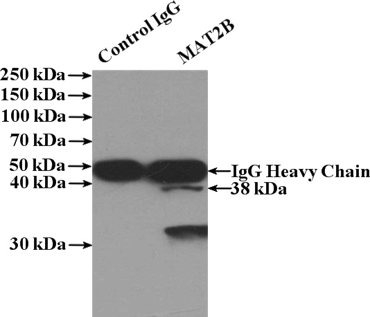 IP Result of anti-MAT2B (IP:Catalog No:112494, 4ug; Detection:Catalog No:112494 1:500) with HepG2 cells lysate 1000ug.