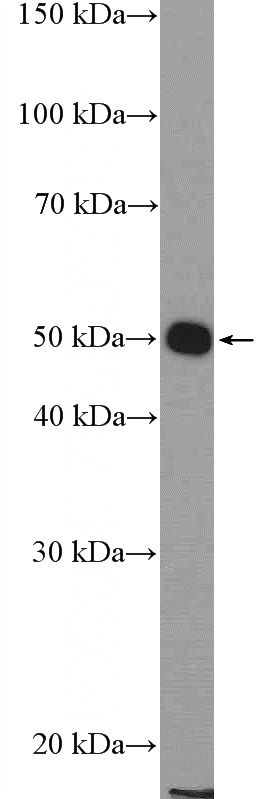 HeLa cells were subjected to SDS PAGE followed by western blot with Catalog No:111997(KIAA1984 Antibody) at dilution of 1:600