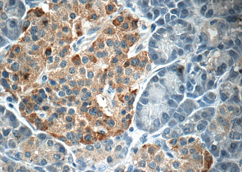 Immunohistochemistry of paraffin-embedded human pancreas tissue slide using Catalog No:115614(SSTR3 Antibody) at dilution of 1:50 (under 40x lens)