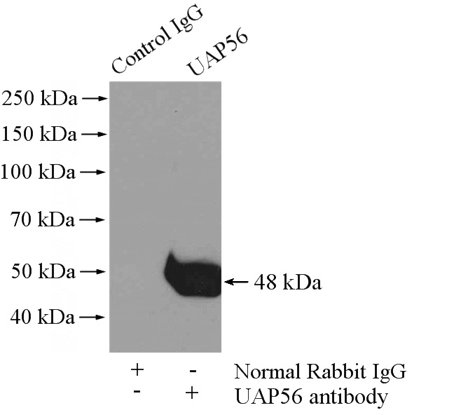 IP Result of anti-BAT1 (IP:Catalog No:116466, 4ug; Detection:Catalog No:116466 1:500) with Jurkat cells lysate 1200ug.