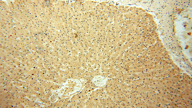 Immunohistochemical of paraffin-embedded human liver using Catalog No:116044(TXN antibody) at dilution of 1:100 (under 10x lens)