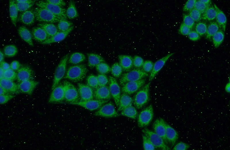 Immunofluorescent analysis of HeLa cells using Catalog No:112407(LYN Antibody) at dilution of 1:50 and Alexa Fluor 488-congugated AffiniPure Goat Anti-Rabbit IgG(H+L)