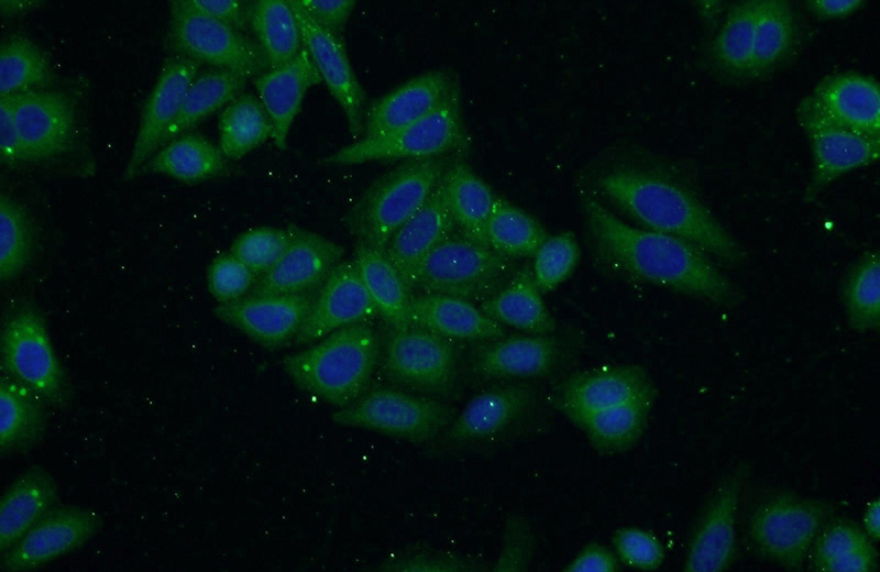 Immunofluorescent analysis of HepG2 cells using Catalog No:116259(TP53INP1 Antibody) at dilution of 1:50 and Alexa Fluor 488-congugated AffiniPure Goat Anti-Rabbit IgG(H+L)