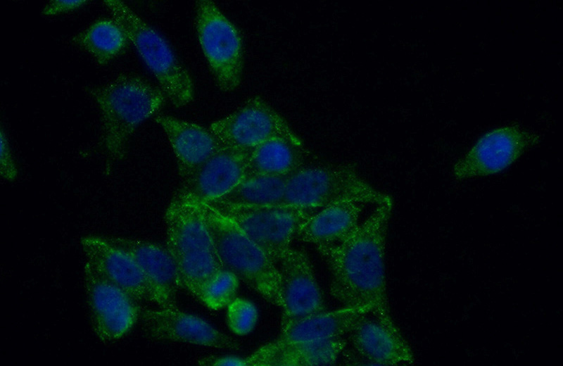 Immunofluorescent analysis of (-20oc Ethanol) fixed HeLa cells using Catalog No:110748(FUT6 Antibody) at dilution of 1:50 and Alexa Fluor 488-congugated AffiniPure Goat Anti-Rabbit IgG(H+L)