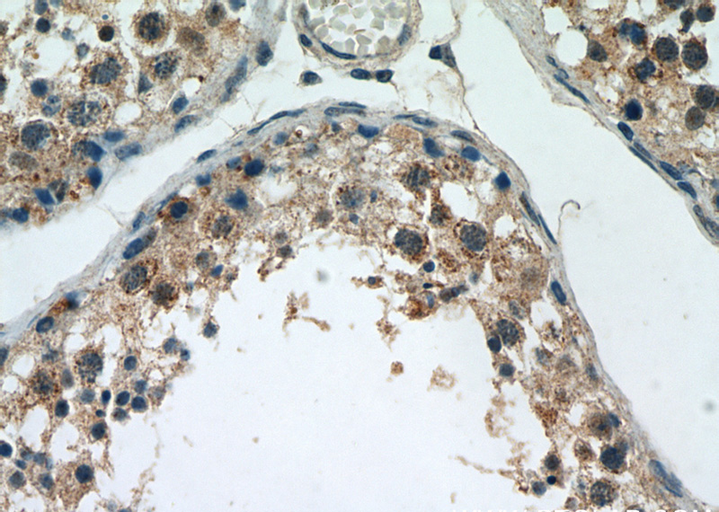 Immunohistochemical of paraffin-embedded human testis using Catalog No:111346(HIGD1A antibody) at dilution of 1:200 (under 40x lens)