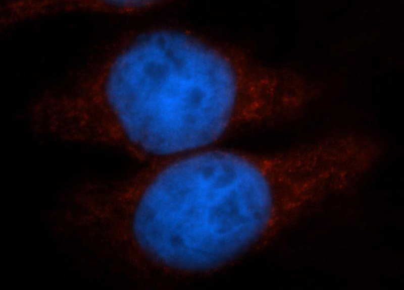 Immunofluorescent analysis of Hela cells, using PER1 antibody Catalog No:113711 at 1:50 dilution and Rhodamine-labeled goat anti-rabbit IgG (red). Blue pseudocolor = DAPI (fluorescent DNA dye).