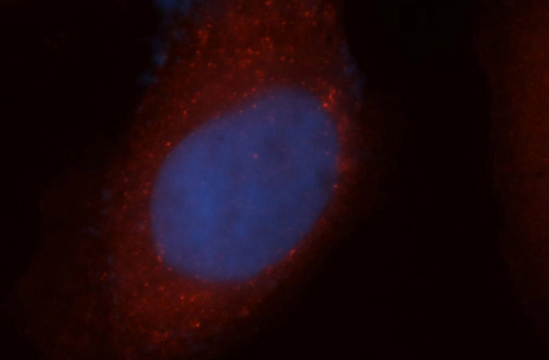 Immunofluorescent analysis of MCF-7 cells, using EXOSC2 antibody Catalog No:110509 at 1:50 dilution and Rhodamine-labeled goat anti-rabbit IgG (red). Blue pseudocolor = DAPI (fluorescent DNA dye).