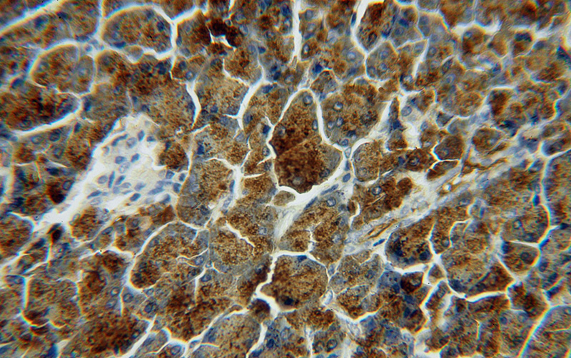 Immunohistochemical of paraffin-embedded human pancreas using Catalog No:112243(LIPH antibody) at dilution of 1:50 (under 40x lens)