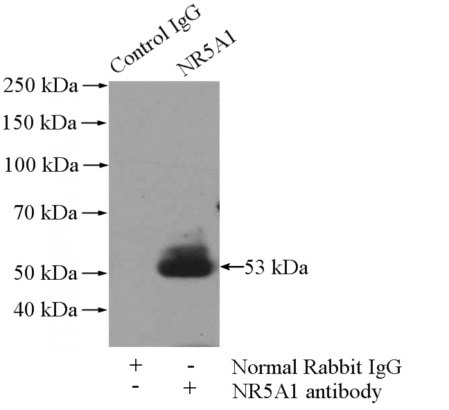 IP Result of anti-NR5A1 (IP:Catalog No:113269, 4ug; Detection:Catalog No:113269 1:300) with A2780 cells lysate 960ug.