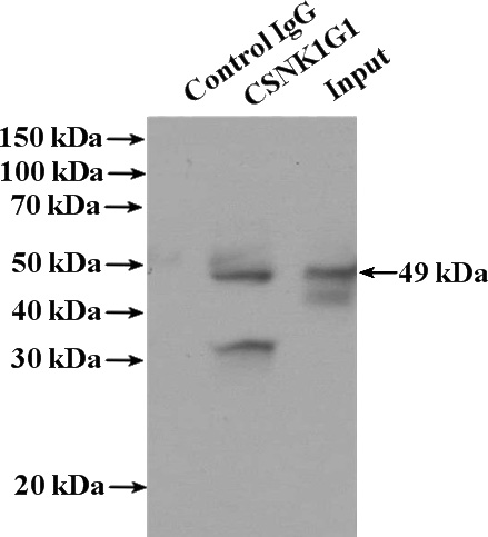 IP Result of anti-CSNK1G1 (IP:Catalog No:109602, 4ug; Detection:Catalog No:109602 1:300) with Jurkat cells lysate 2800ug.