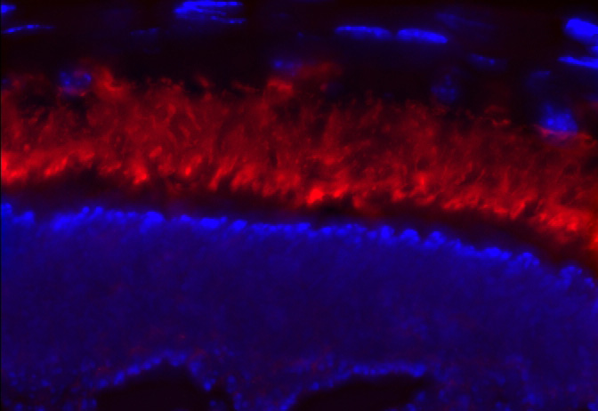 IF stain of PDE6a antibody with retinal tissue by a customer. (PDE6a is in red and nuclei are blue).