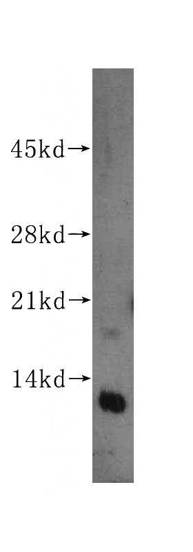 HeLa cells were subjected to SDS PAGE followed by western blot with Catalog No:114568(RBX1 antibody) at dilution of 1:500