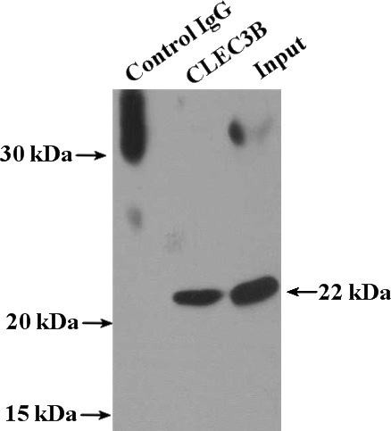 IP Result of anti-CLEC3B (IP:Catalog No:109383, 4ug; Detection:Catalog No:109383 1:300) with human plasma tissue lysate 4000ug.