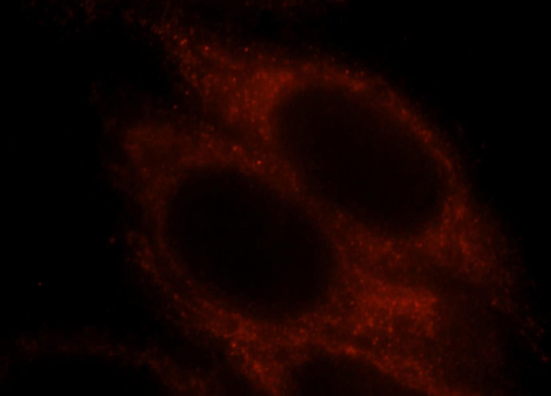 Immunofluorescent analysis of HepG2 cells, using PRDX5 antibody Catalog No:114286 at 1:25 dilution and Rhodamine-labeled goat anti-rabbit IgG (red).