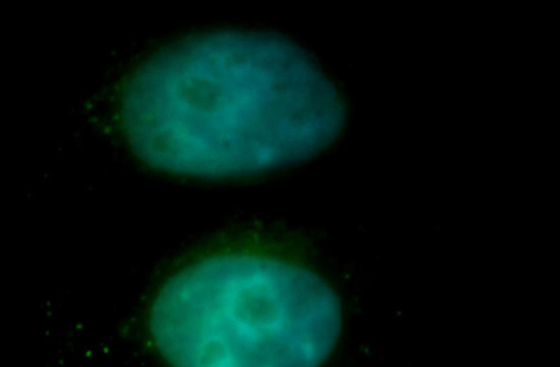 Immunofluorescent analysis of HepG2 cells, using NFE2 antibody Catalog No:113144 at 1:100 dilution and FITC-labeled donkey anti-rabbit IgG(green). Blue pseudocolor = DAPI (fluorescent DNA dye).