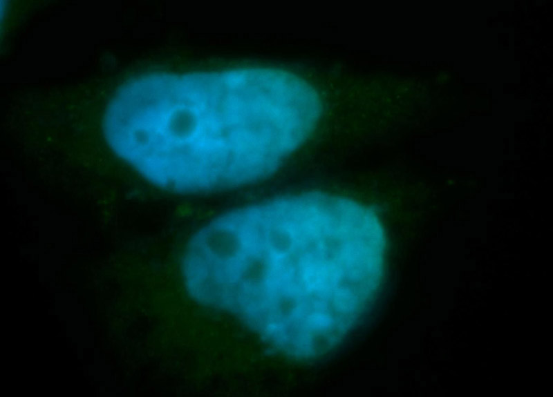 Immunofluorescent analysis of SH-SY5Y7 cells, using CTCFL antibody Catalog No:117213 at 1:50 dilution and FITC-labeled donkey anti-rabbit IgG(green). Blue pseudocolor = DAPI (fluorescent DNA dye).