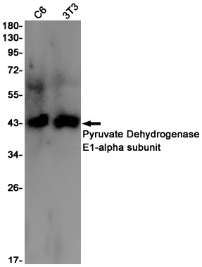Western blot detection of Pyruvate Dehydrogenase E1-alpha subunit in C6,3T3 cell lysates using Pyruvate Dehydrogenase E1-alpha subunit Rabbit pAb(1:1000 diluted).Predicted band size:43kDa.Observed band size:43kDa.