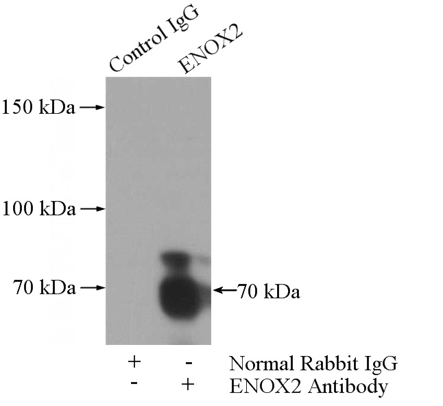 IP Result of anti-ENOX2 (IP:Catalog No:110321, 3ug; Detection:Catalog No:110321 1:700) with MCF-7 cells lysate 4000ug.