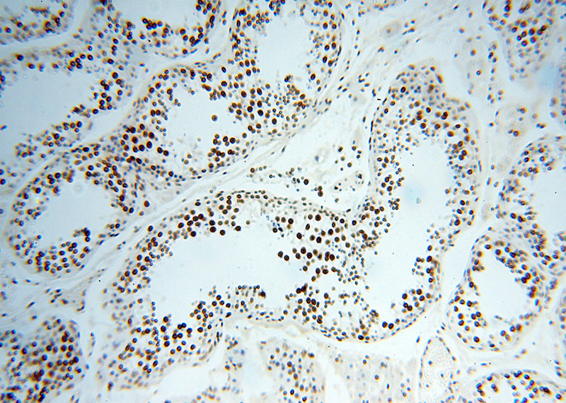Immunohistochemical of paraffin-embedded human testis using Catalog No:114973(SART3 antibody) at dilution of 1:100 (under 10x lens)