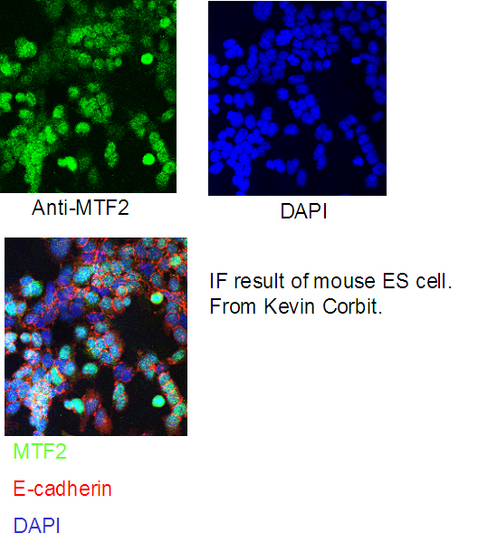 IF result of mouse ES cell From Kevin Corbit.