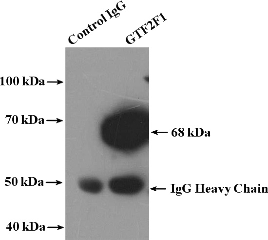 IP Result of anti-GTF2F1 (IP:Catalog No:111230, 4ug; Detection:Catalog No:111230 1:300) with K-562 cells lysate 4000ug.