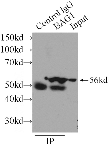 IP Result of anti-BAG1 (IP:Catalog No:108406, 3ug; Detection:Catalog No:108406 1:500) with HeLa cells lysate 3440ug.