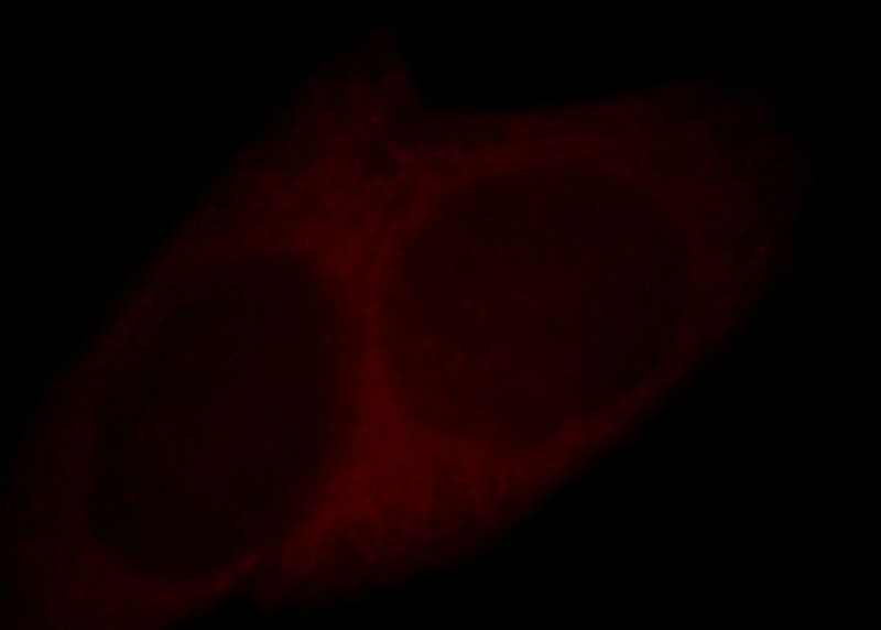 Immunofluorescent analysis of HepG2 cells, using CSTA antibody Catalog No:109714 at 1:25 dilution and Rhodamine-labeled goat anti-rabbit IgG (red).