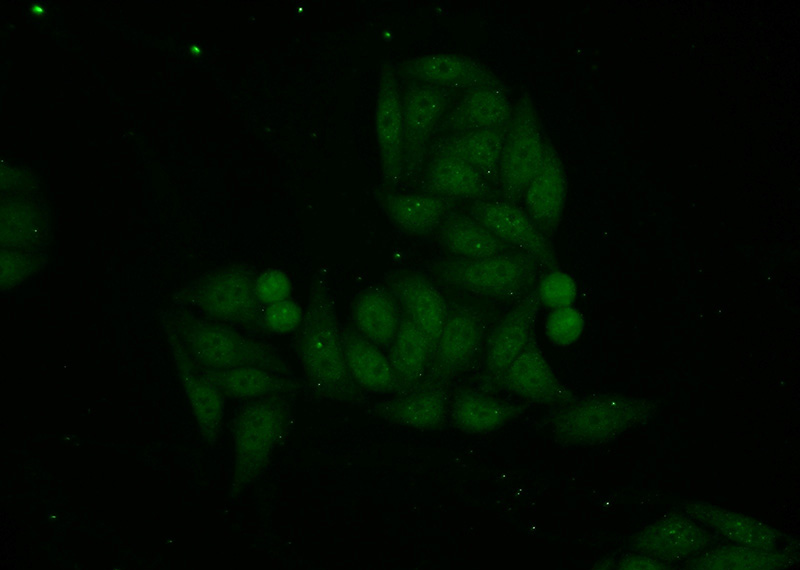 Immunofluorescent analysis of HepG2 cells using Catalog No:113882(PIAS3 Antibody) at dilution of 1:50 and Alexa Fluor 488-congugated AffiniPure Goat Anti-Rabbit IgG(H+L)