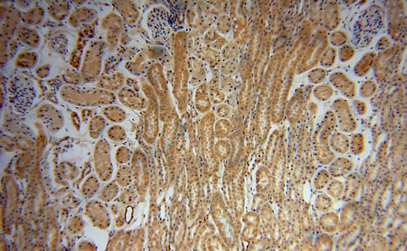 Immunohistochemical of paraffin-embedded human kidney using Catalog No:111801(INHBB antibody) at dilution of 1:50 (under 10x lens)