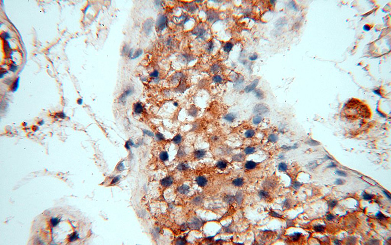 Immunohistochemical of paraffin-embedded human testis using Catalog No:110798(FUT11 antibody) at dilution of 1:100 (under 40x lens)